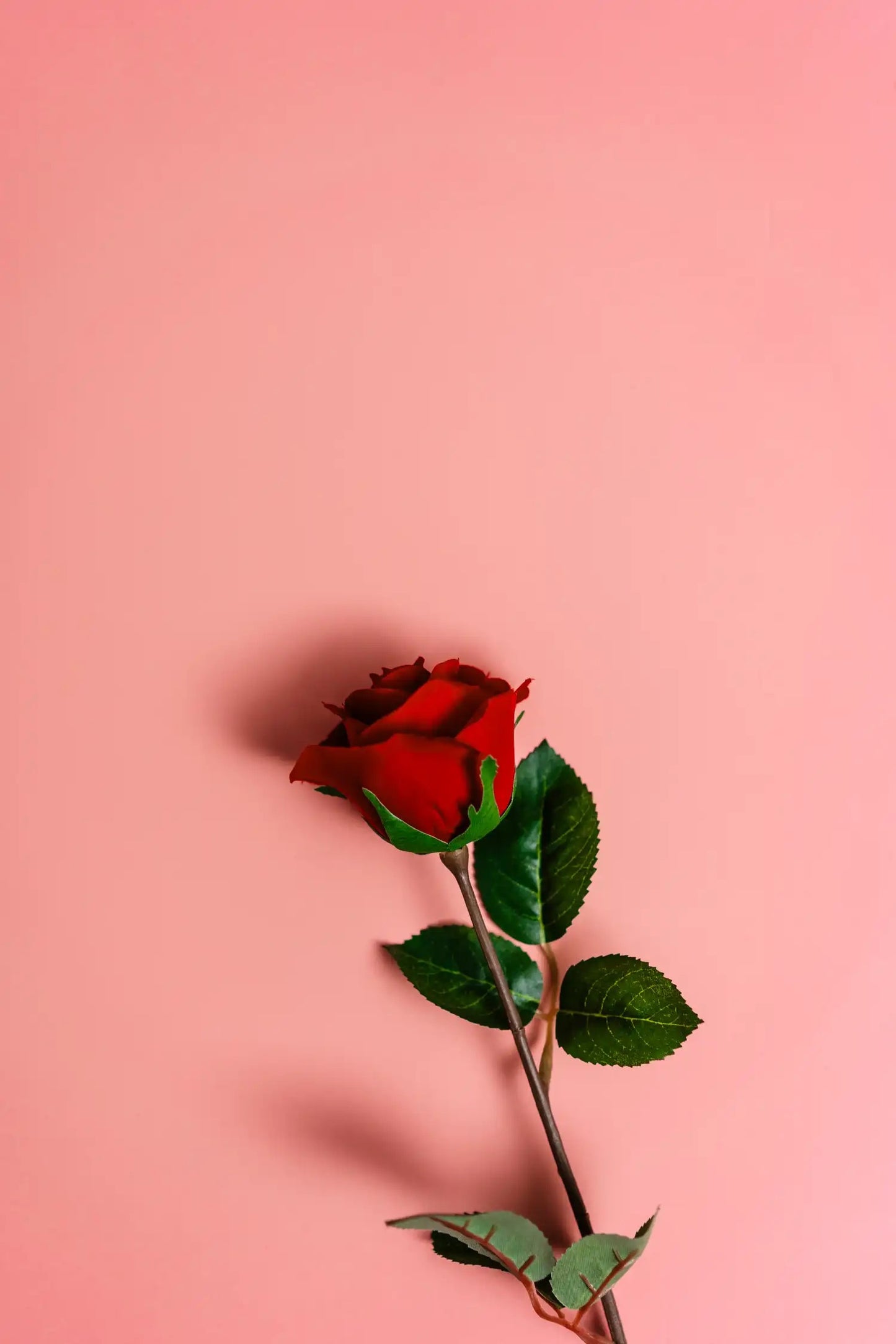 Rose unique à longue tige