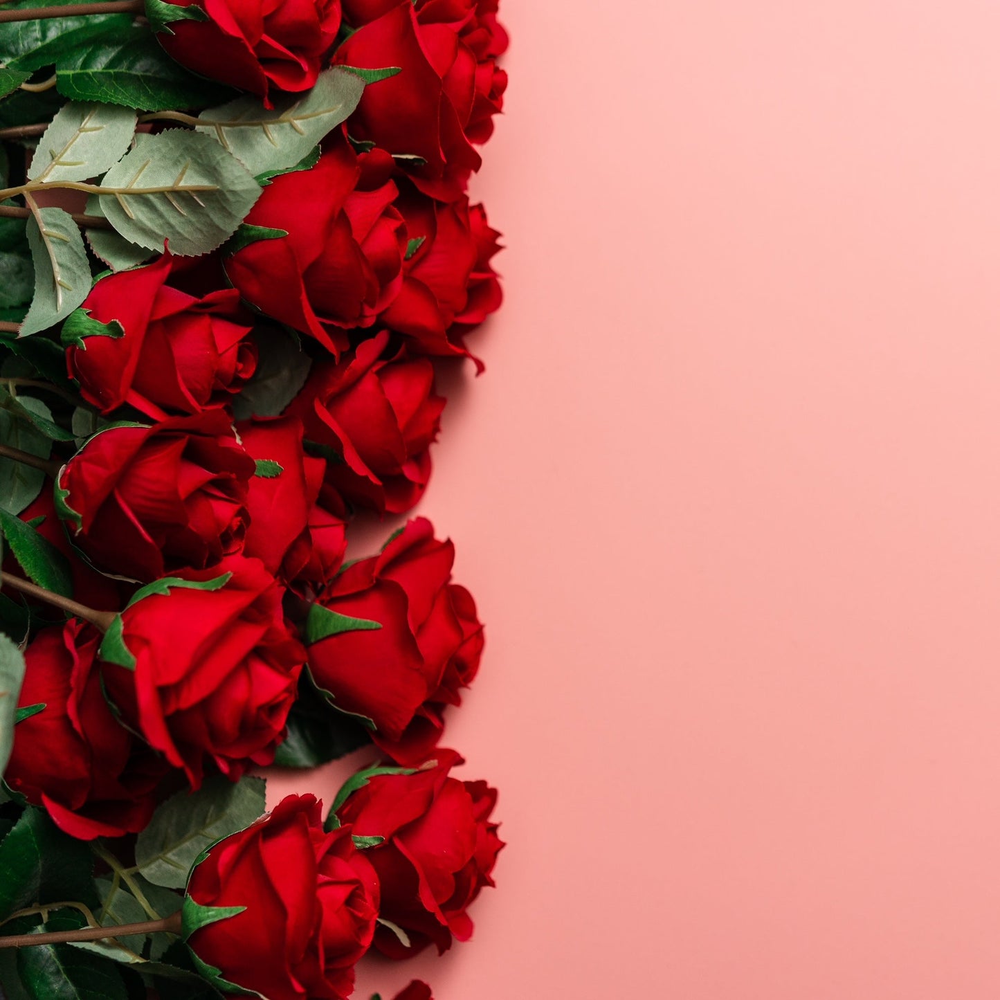 Douzaine de roses